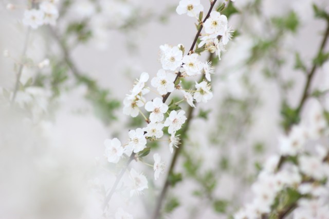 the first spring flowers