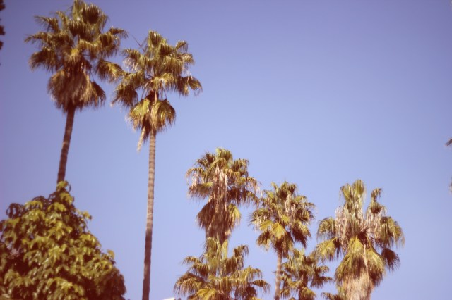 palms