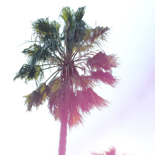 palms