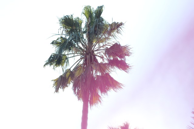 palms