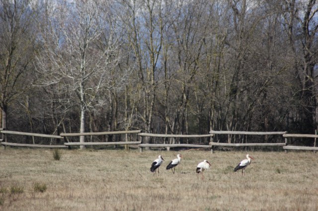 storks1