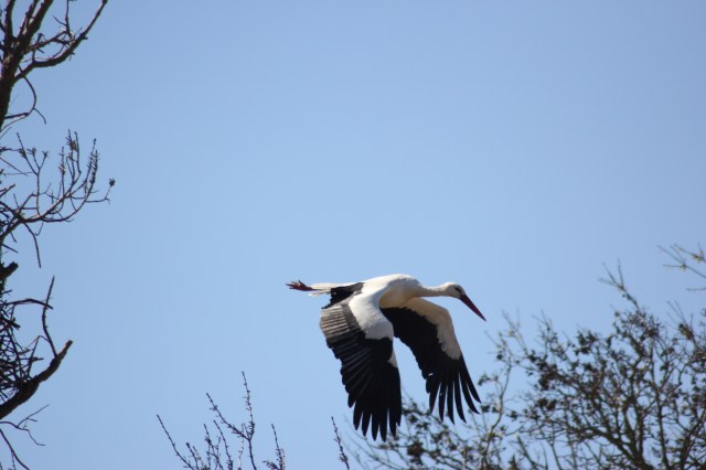 storks3