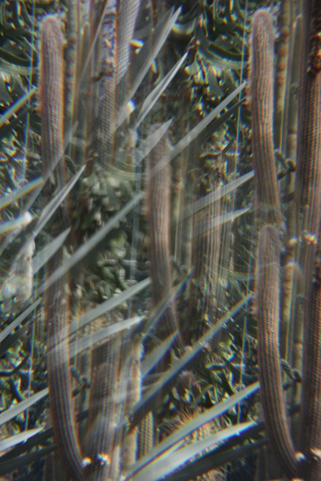 kaleidoscactus